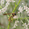 Potter wasp (male)