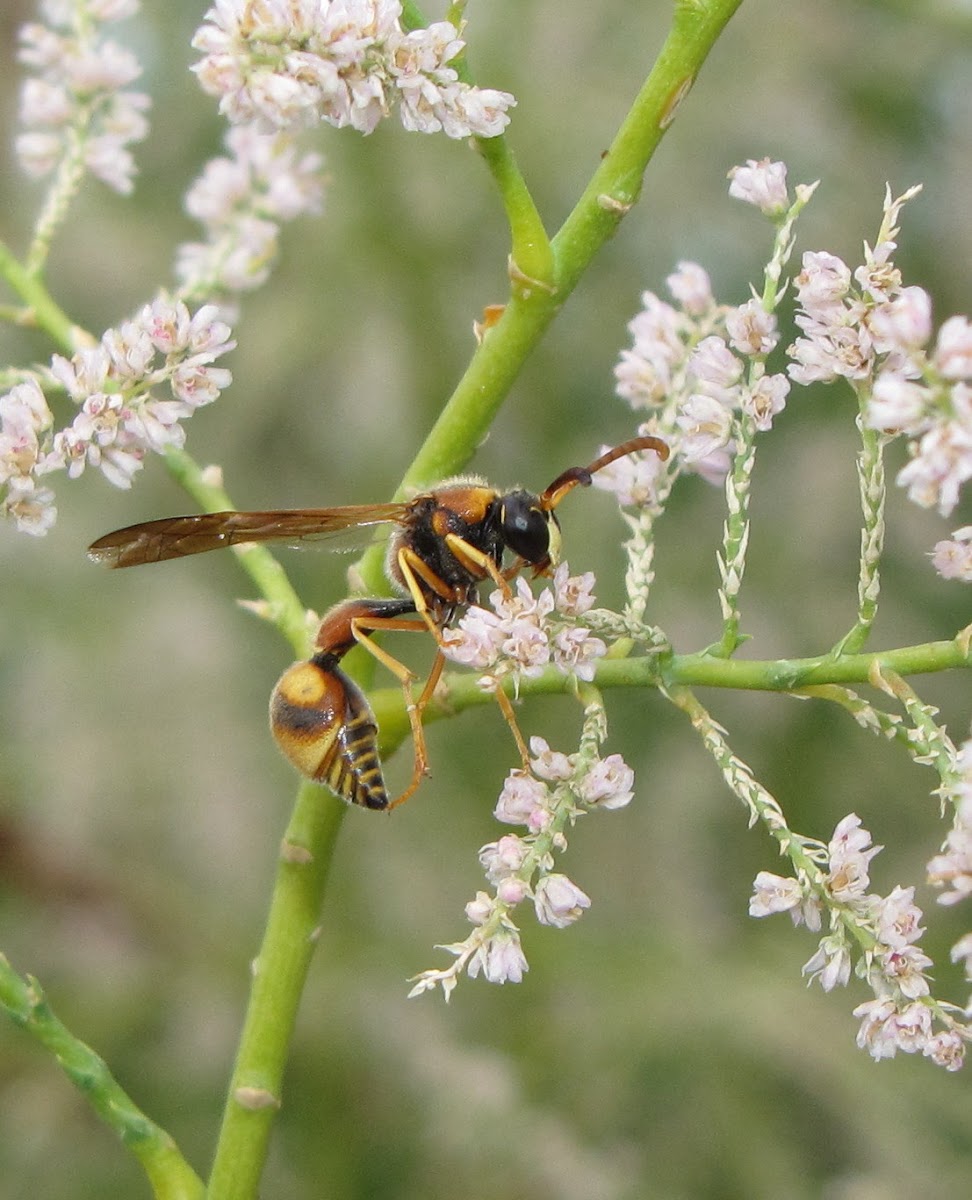 Potter wasp (male)