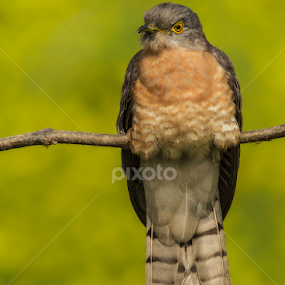 Common-hawk Cuckoo by Yunus Mony - Animals Birds