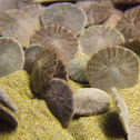 Western Sand Dollar