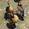 Fulvous whistling duck