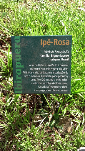 Ipê-Rosa Plate