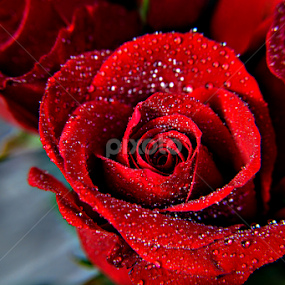 roses by Jeanne Knoch - Flowers Single Flower