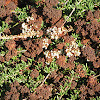 Prostrate California  Buckwheat