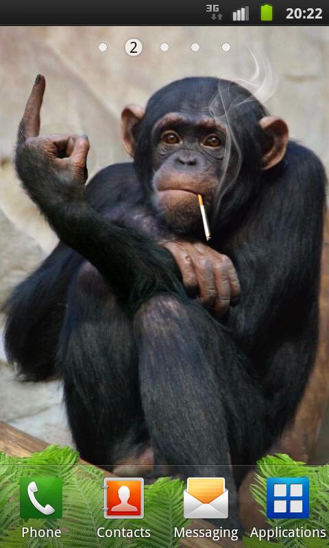 Photo for funny hd live wallpaper