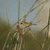 Common Yellowthroat