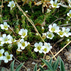 Alpine Sandwort
