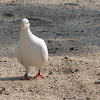 White Dove (domesticated)