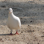 White Dove (domesticated)