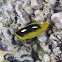Fourspot Butterflyfish ( lauhau)