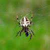 Shamrock Orb Weaver spider