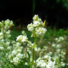 Northern Bedstraw