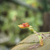 mini orquidea