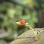 mini orquidea