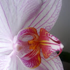 Orchid