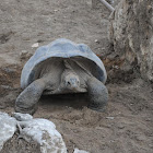 Aldabra tortoise (nesting)