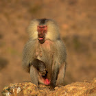 Hamadryas baboon