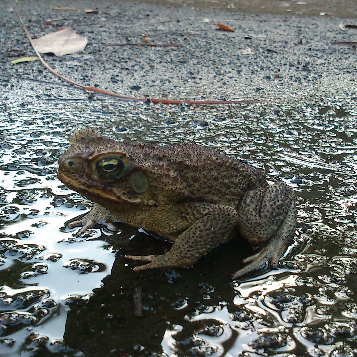 Philippine Toad