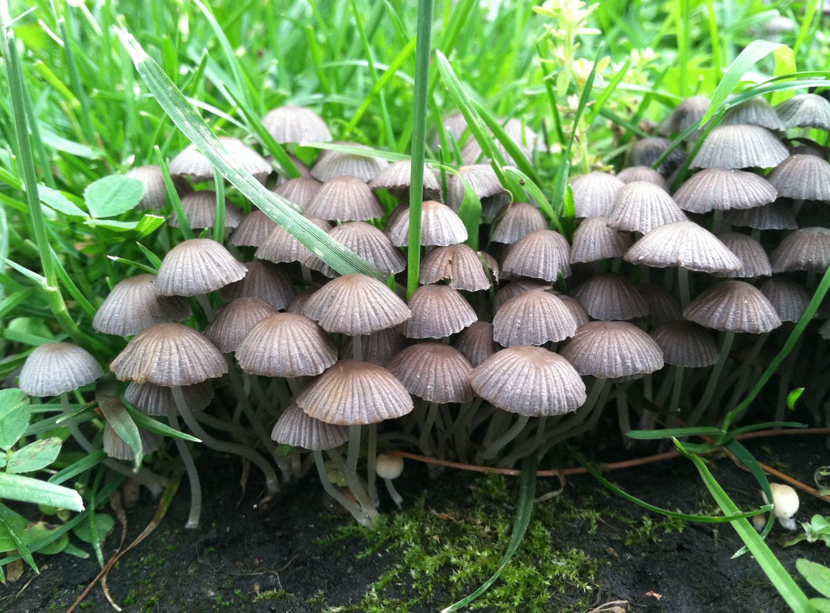 Ink Caps Mushroom