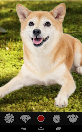 Pet Camera    for dogs & cats poster 2