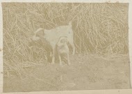 Portret van twee hondjes bij een rietveld