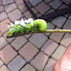Tobacco Hornworm Caterpillar