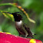 Ruby-throated Hummingbird