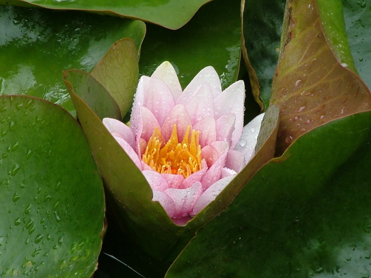Hardy Water Lily (Ninfea)