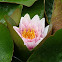 Hardy Water Lily (Ninfea)