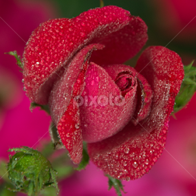 Red Rose Knock Out by RaeLynn Petrovich - Flowers Flower Buds
