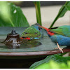 The Tricoloured Parrotfinch