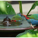 The Tricoloured Parrotfinch