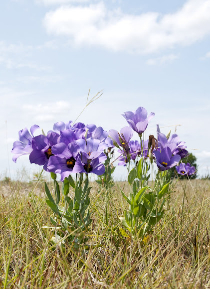 Texas Bluebell Project Noah
