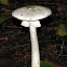 Destroying Angel