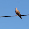 Zenaida Dove