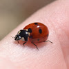 Seven Spot Ladybug