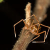 Ant-mimic crab spider