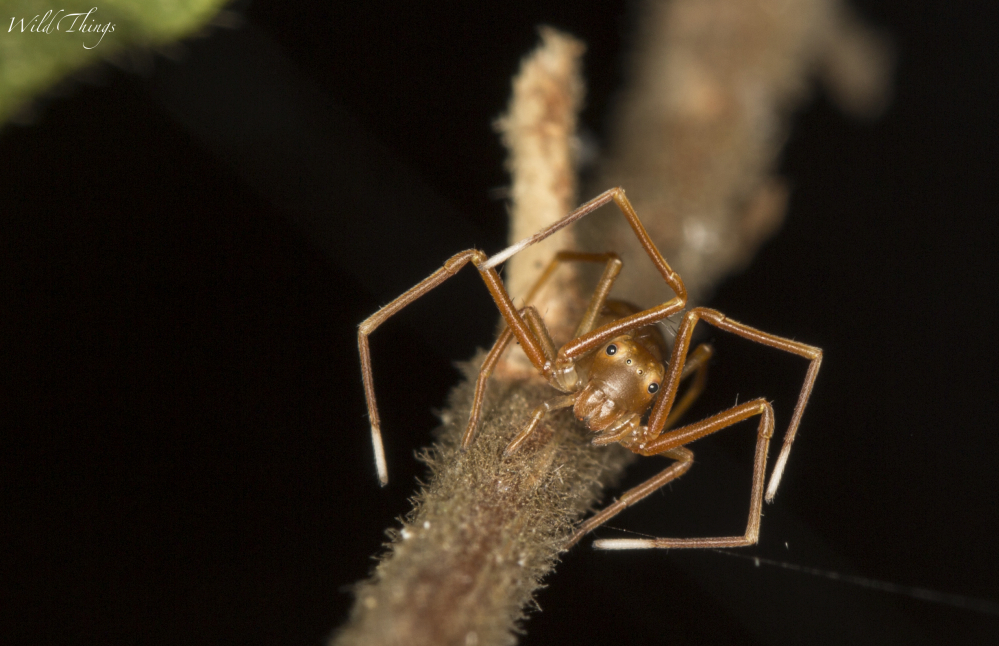 Ant-mimic crab spider