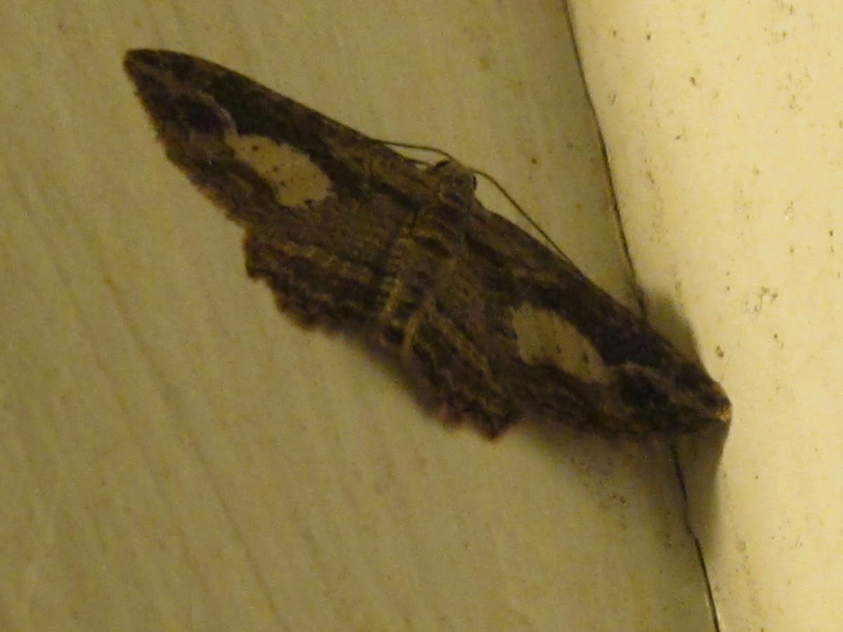 Australian Pug Moth