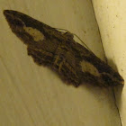 Australian Pug Moth