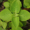 Country borage / Indian borage / Mexican mint / Spanish thyme