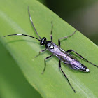 Black Ichneumon Wasp