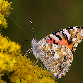Butterfly V by Zoran Rudec - Animals Insects & Spiders