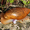 Rosy Wolf Snail