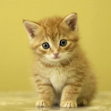 Kitten Live Wallpaper logo
