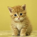 Kitten Live Wallpaper mobile app icon