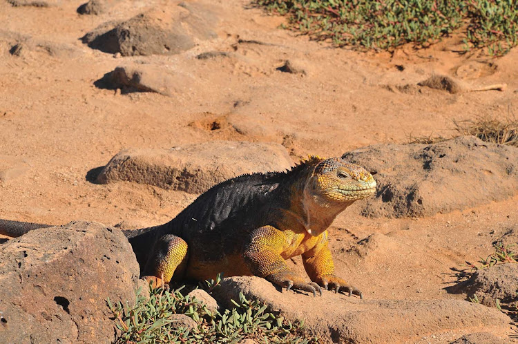 You'll likely see a land iguana while adventuring the lands of Galapagos.