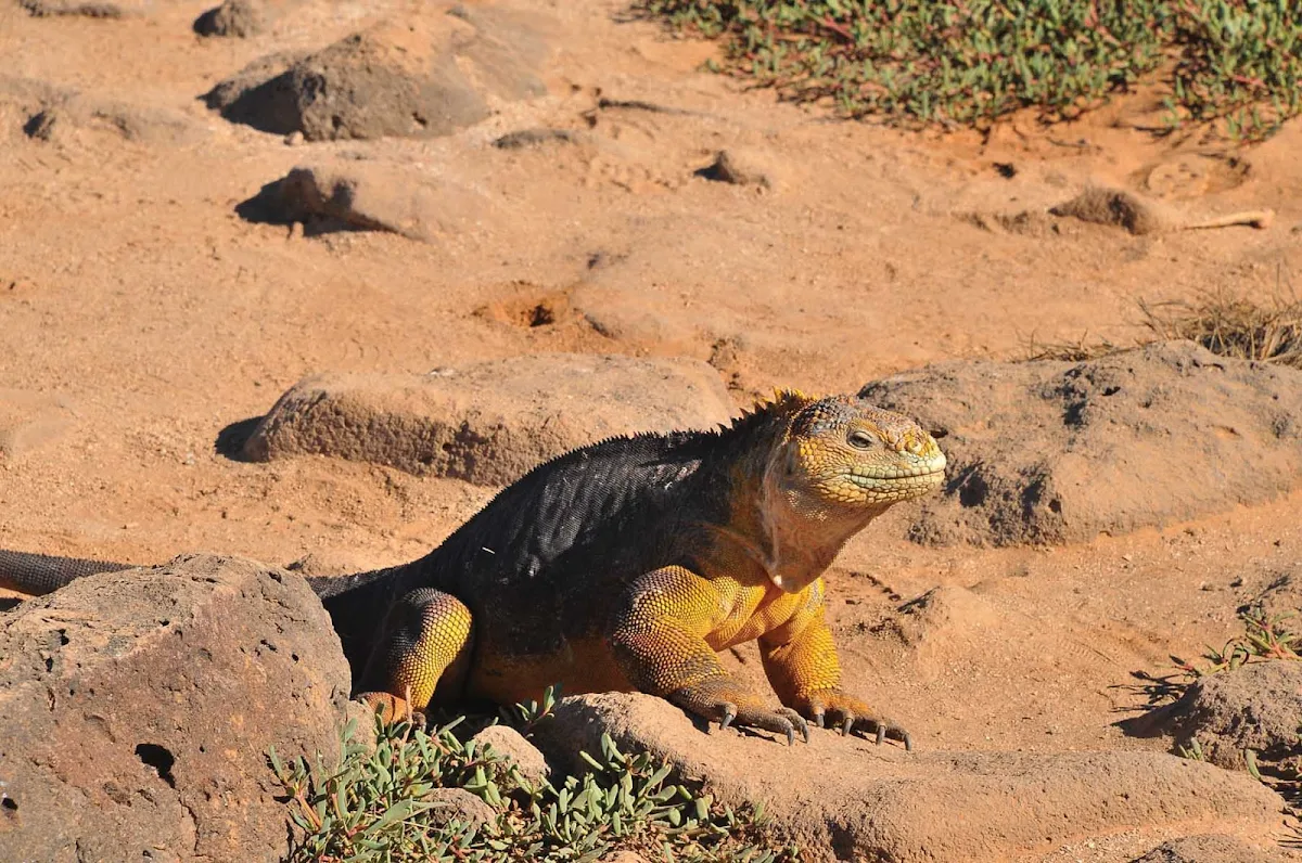 Galapagos_land_iguana_2 - You'll likely see a land iguana while adventuring the lands of Galapagos.