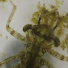 Pond Damsel larva