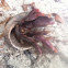 Hermit Crab